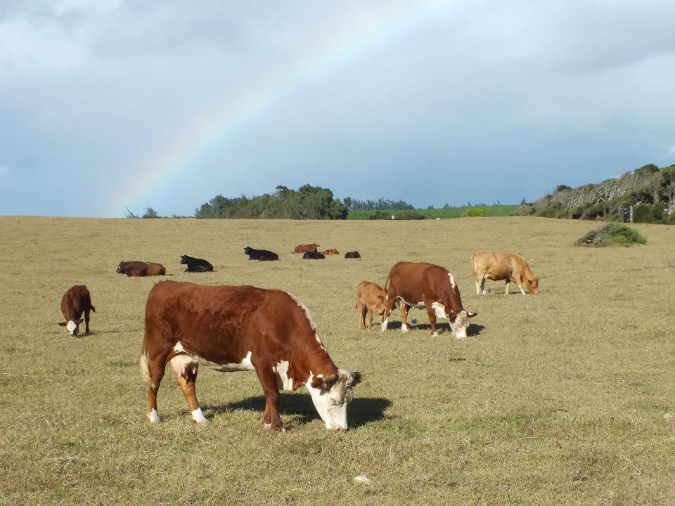cows hawaii